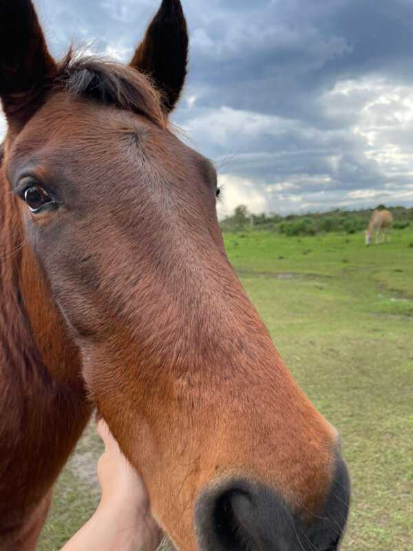 Un nuevo episodio con un caballo muerto encendió las alarmas en Posadas 4 670769117 1355848193243842 8473903014219937154 n - 3