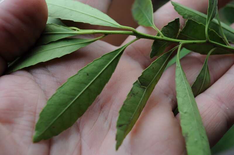 La discusión por la Ilex dumosa reabre el debate sobre la definición y el futuro de la yerba mate argentina.