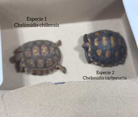 OHANA denunció alteración de pruebas en una causa por fauna silvestre La ONG OHANA aseguró que fue apartada de la causa luego de advertir graves irregularidades en un operativo policial por comercialización ilegal de animales.