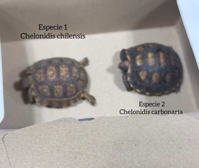 OHANA denunció alteración de pruebas en una causa por fauna silvestre La ONG OHANA aseguró que fue apartada de la causa luego de advertir graves irregularidades en un operativo policial por comercialización ilegal de animales.