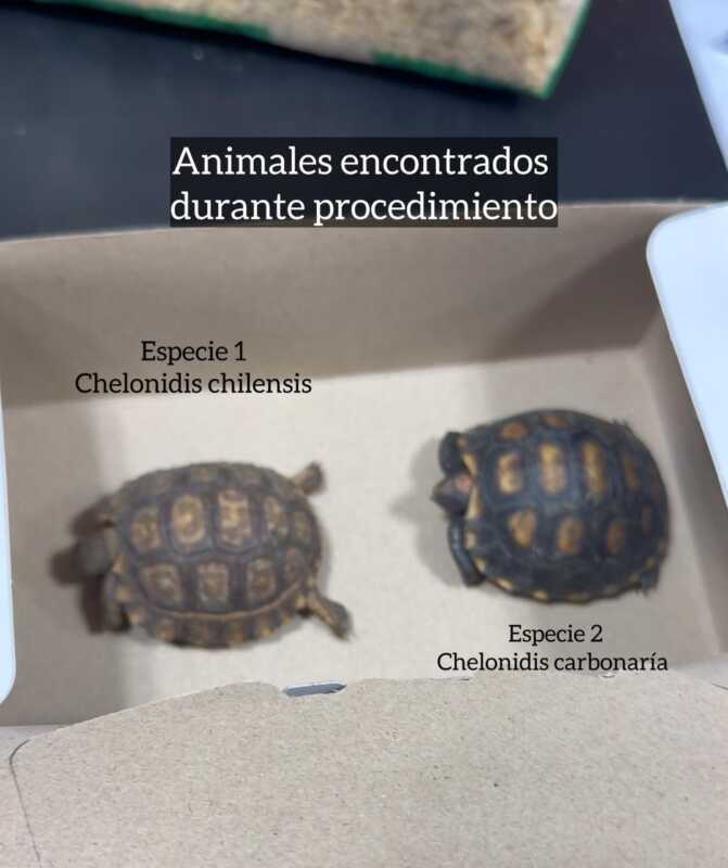 La ONG OHANA aseguró que fue apartada de la causa luego de advertir graves irregularidades en un operativo policial por comercialización ilegal de animales.