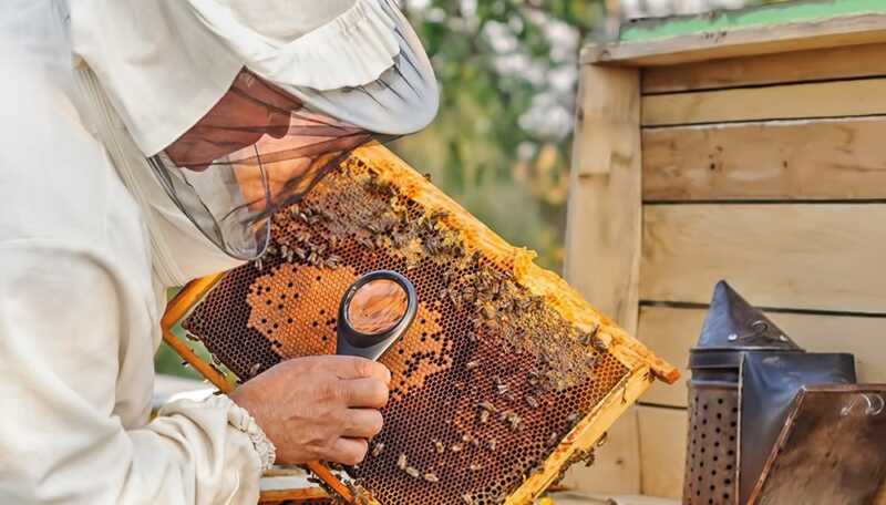 Preocupación en el mercado de la miel por una normativa europea que podría afectar exportaciones argentinas mercado de la miel