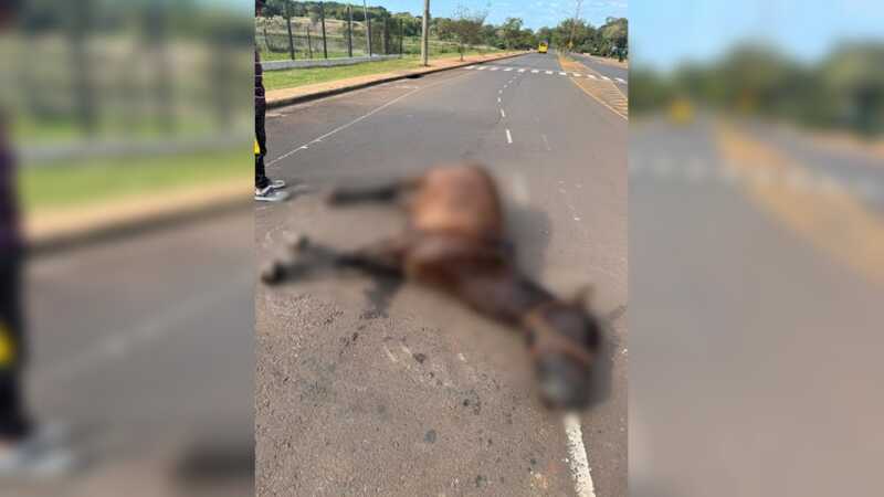 Un nuevo episodio con un caballo muerto encendió las alarmas en Posadas 2 Muerte de un caballo en Posadas reaviva el debate por los equinos sueltos