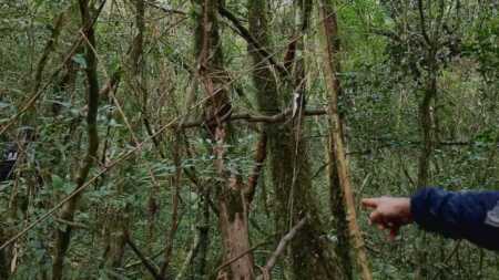 trampas caza furtiva Gobernador Roca