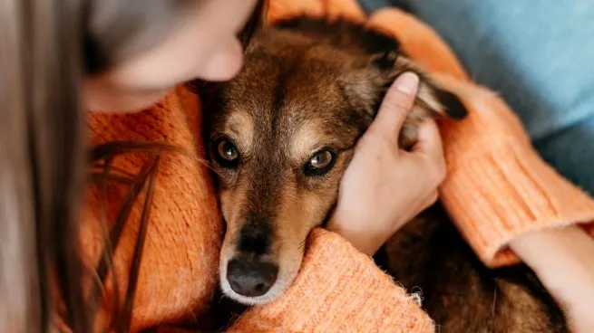 Mascotas y frío: cómo cuidarlas en el clima cambiante de Misiones 3 Veterinarios advierten que el exceso de abrigo puede ser tan perjudicial como el frío en mascotas.