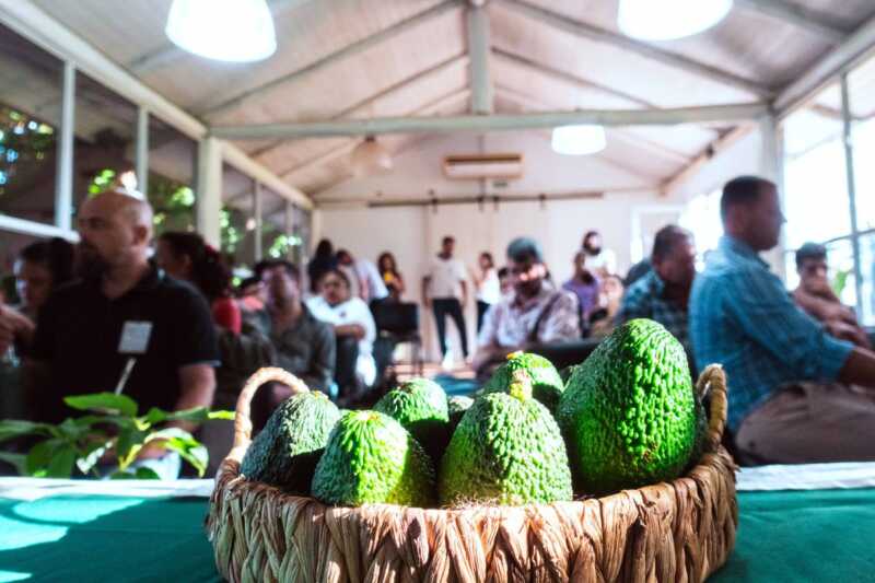 La palta se expande en Misiones y abre un nuevo horizonte productivo para las chacras palta