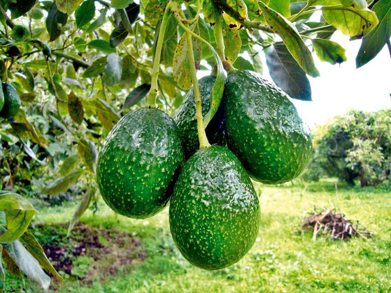 La palta se expande en Misiones y abre un nuevo horizonte productivo para las chacras 2 palta