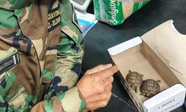 OHANA denunció alteración de pruebas en una causa por fauna silvestre 5 La Fundación Dante Piesco denunció la desaparición de una tortuga protegida bajo custodia policial y cuestionó el accionar del Juzgado de Instrucción N° 1 de Eldorado.
