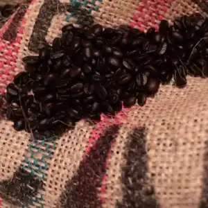 Desde Apóstoles, Bangwa Café impulsa una nueva cultura cafetera en Misiones SaveClip.App 691202370 17867748798674417 4878858866705082984 n - 1