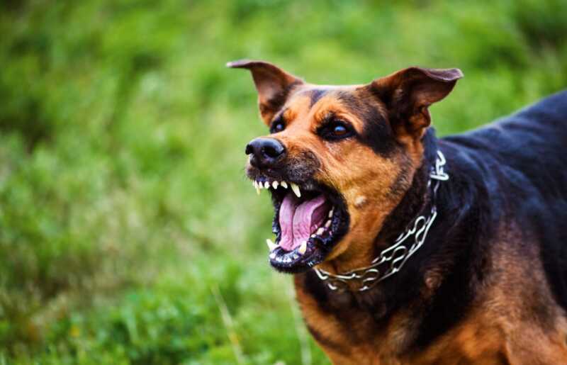 “La responsabilidad por los daños que puede ocasionar un perro es del propietario”, advirtió Pablo Castillo 3 WhatsApp Image 2026 06 17 at 20.16.51 1 - 2