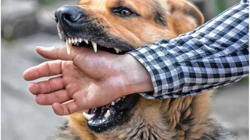 “La responsabilidad por los daños que puede ocasionar un perro es del propietario”, advirtió Pablo Castillo 7 WhatsApp Image 2026 06 17 at 20.16.51 2 - 6
