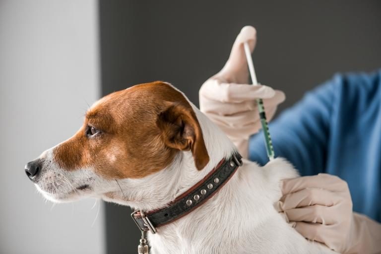 “La responsabilidad por los daños que puede ocasionar un perro es del propietario”, advirtió Pablo Castillo 5 WhatsApp Image 2026 06 17 at 20.16.51 3 - 4