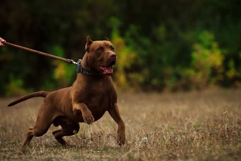 “La responsabilidad por los daños que puede ocasionar un perro es del propietario”, advirtió Pablo Castillo ataques de perros