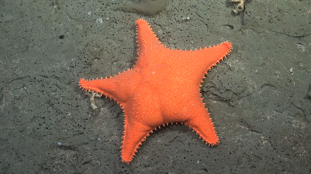 CONICET prepara una nueva expedición al océano profundo para explorar la biodiversidad frente a Chubut conicet5 - 2