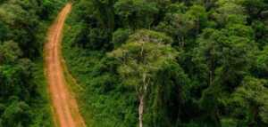 Misiones y los créditos de carbono: qué son y por qué la provincia logró una certificación inédita créditos de carbono en Misiones