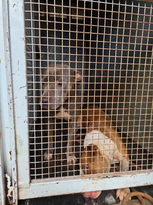 Tras denuncias la Policía allanó un domicilio en Itaembé Miní y resguardó a tres pitbulls considerados agresivos 2 El operativo se realizó en el barrio Ingar de Posadas y los animales quedaron bajo resguardo del Imusa por orden judicial.