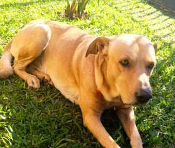 Una familia para Rocco: vecinos de la Chacra 171 en Posadas impulsan su adopción responsable posadas rocco