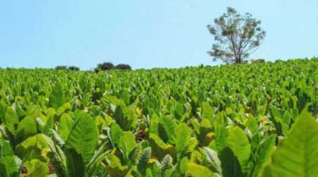 Misiones alcanza una cosecha récord de tabaco: superó los 41 millones de kilos y fortalece la economía regional La producción tabacalera misionera atraviesa una temporada histórica con cifras récord y fuerte impacto económico.