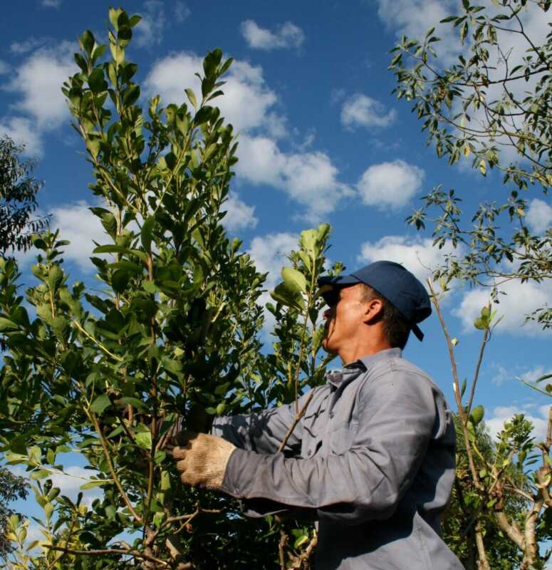 Día Nacional del Tarefero: una fecha para reconocer el esfuerzo detrás del mate 1 La fecha recuerda a las víctimas de la tragedia de Aristóbulo del Valle y visibiliza los desafíos que enfrenta el sector.