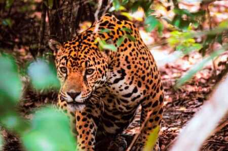 La ONU reconoció a Misiones por el primer seguro del mundo para proteger al yaguareté La Organización de las Naciones Unidas (ONU) destacó a Misiones por su innovador seguro para la protección del yaguareté.