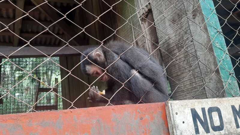 Fundación Ohana presentará una denuncia penal contra el Zoo Bal Park: “Se encontró un estado de maltrato muy grande” zoo 7 1 - 2